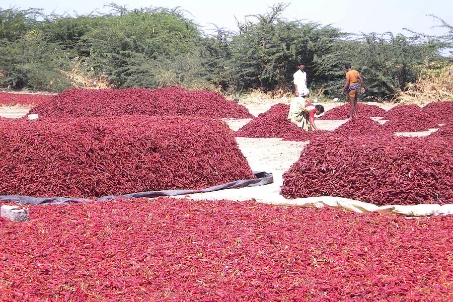 The chilli farmers in Kurugodu taluk are waiting for the right prices for their crop in the market. dh photo