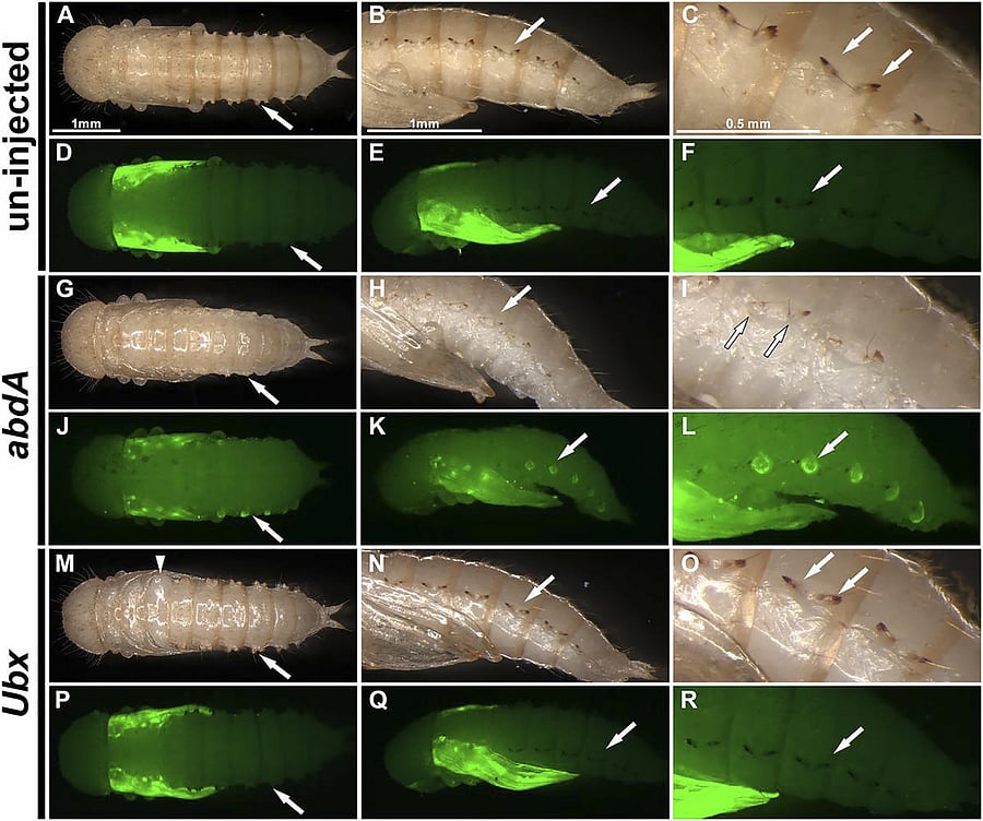 A photo of fluorescent green protein that scientists have added into the genomes of beetle pupae to mark the expression of certain genes related to wing development. David M Linz and Yoshinori Tomoyasu via The New York Times