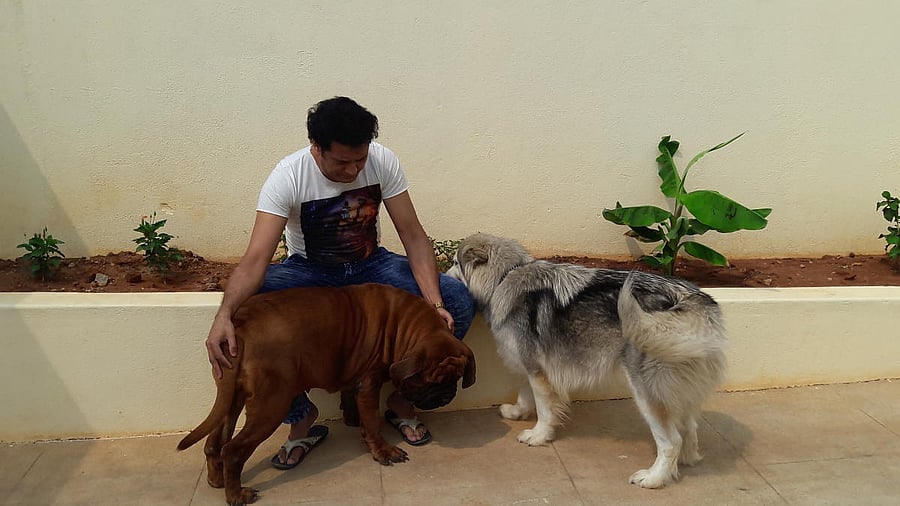 Satish with Korean Mastiff and Alaskan Malamute