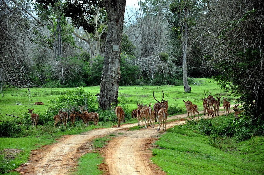 The Joint Forest Management has helped improve the condition of degraded forests.