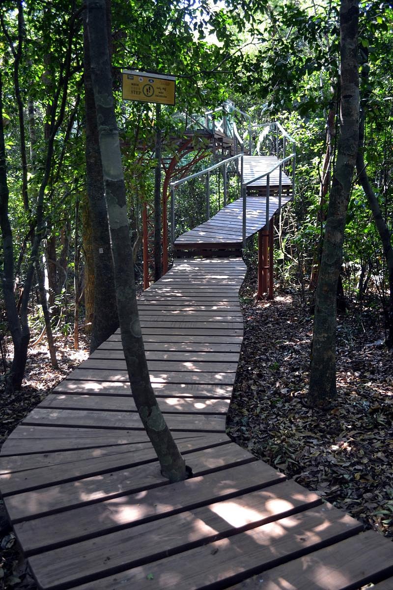 A view of the canopy walkway at Kuveshi in Joida taluk. Photo by author