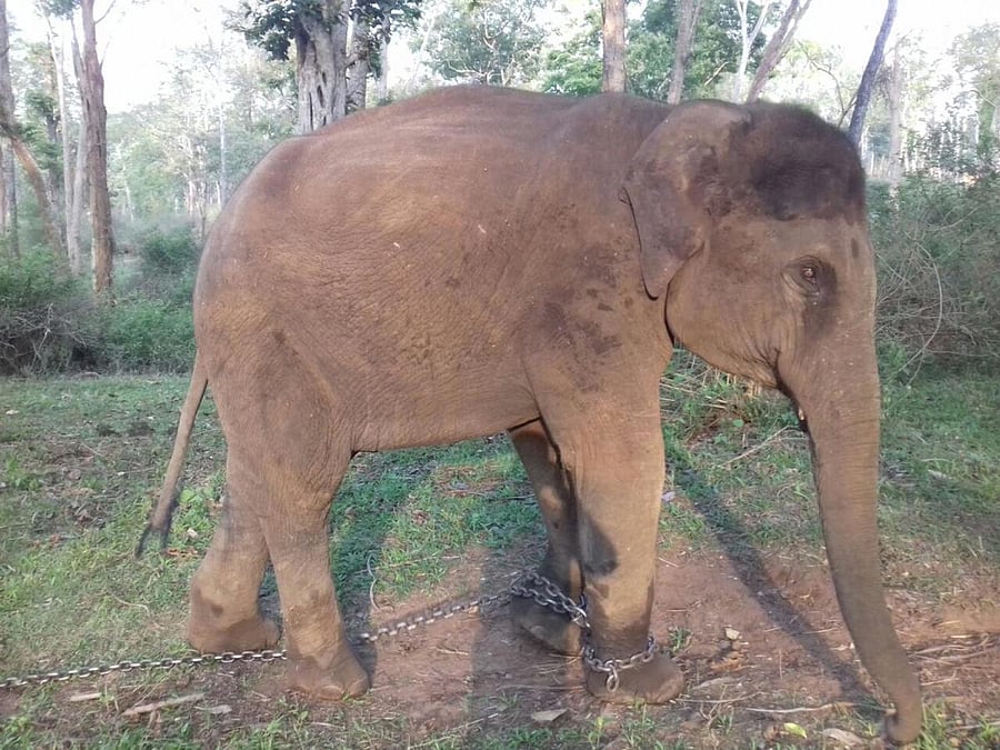 One of the elephants that was sent to Dudhwa Tiger Reserve in Uttar Pradesh.