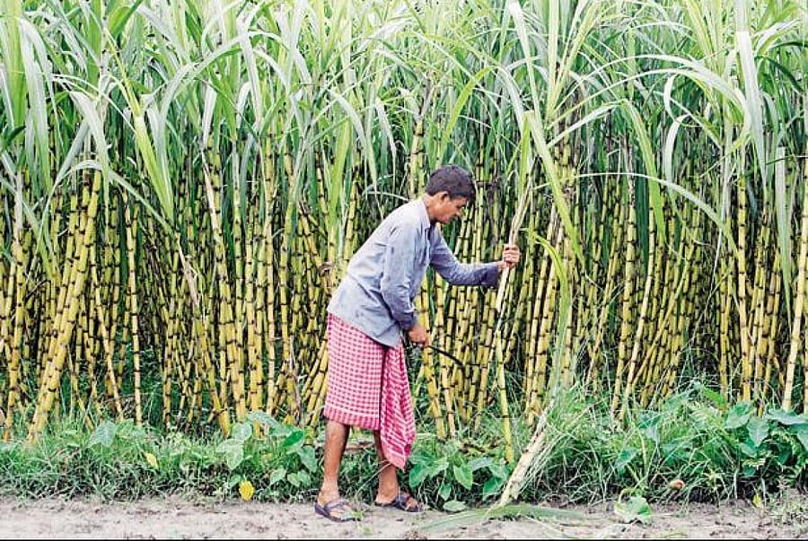 The decision of the Cabinet Committee on Economic Affairs is expected to help sugar mills clear up the arrears they owe the cane growers.