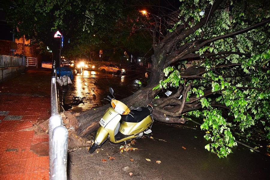 An uprooted tree in Vyalikaval after the rain.