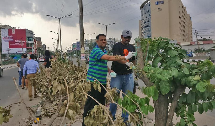 Concerned citizens examine the trees.