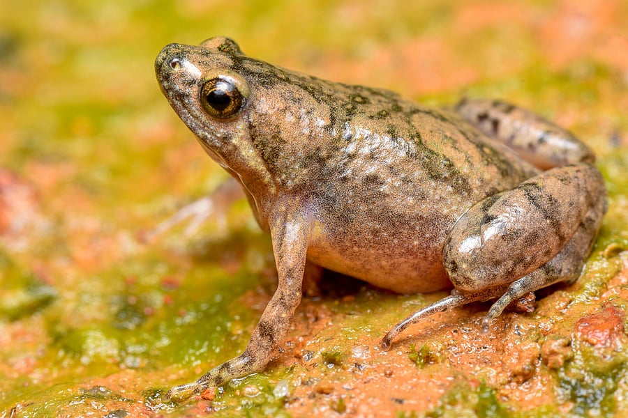 Microhyla Kodial, new species of front found at Baikampady.
