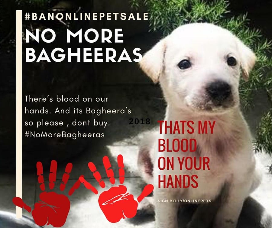 Death of a puppy triggers calls for ban on online pet sales