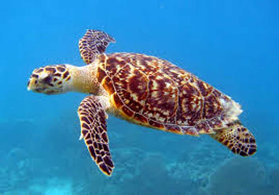 Turtle