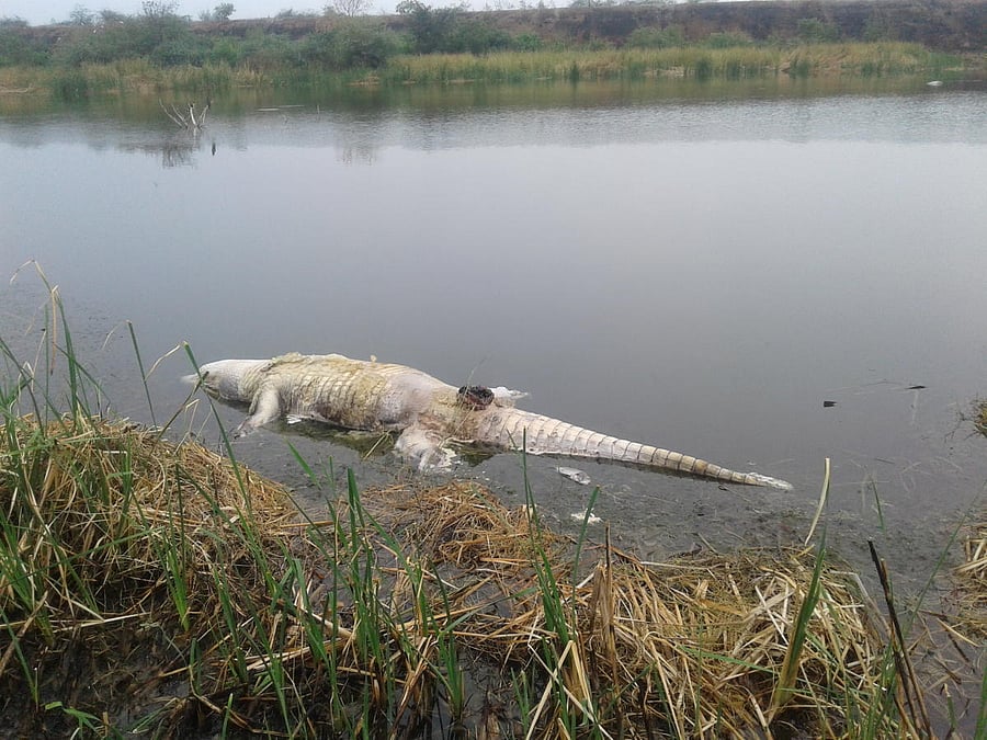 One of the crocodiles found dead in the fly ash pond of the Yermarus Thermal Power Station at Shaktinagar in Raichur district. dh photo