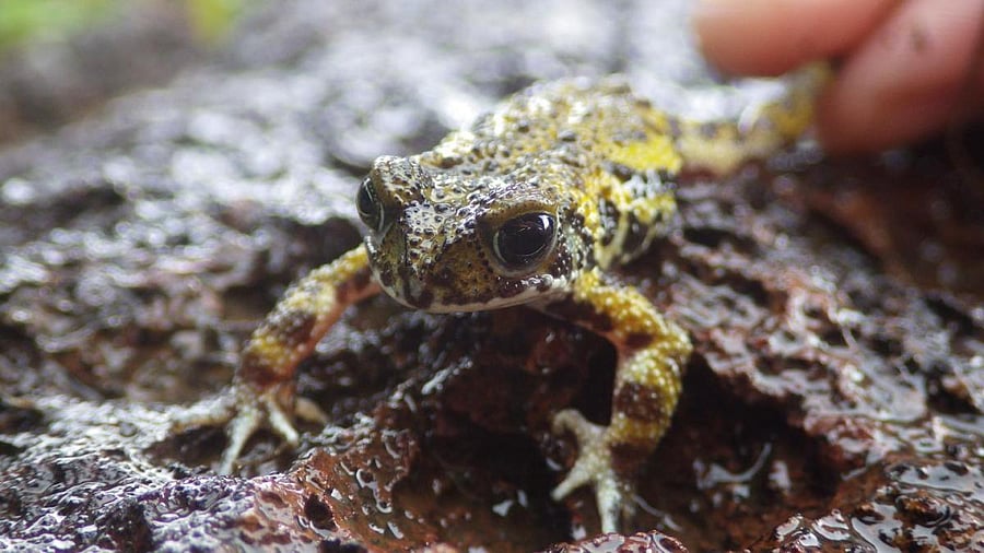 Scientists say there is currently no evidence to suggest the pathogen has developed into the fatal disease within the Western Ghats but the situation should be monitored closely.
