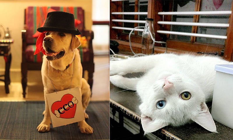 (Left) Bono, the Chief Cuddling Officer, at Curley Street Media; (right) Adam from Graffiti Collaborative