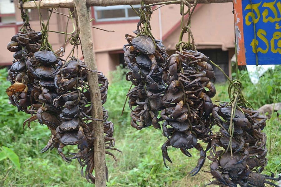 Crabs kept for sale beside a road in Madikeri. 