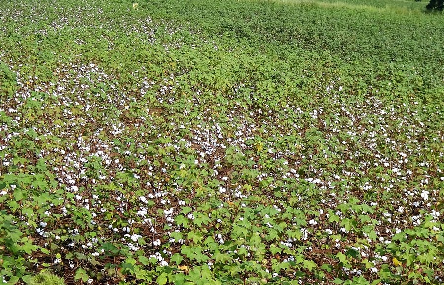 In India, almost 93% of cotton grown is genetically engineered Bt cotton.