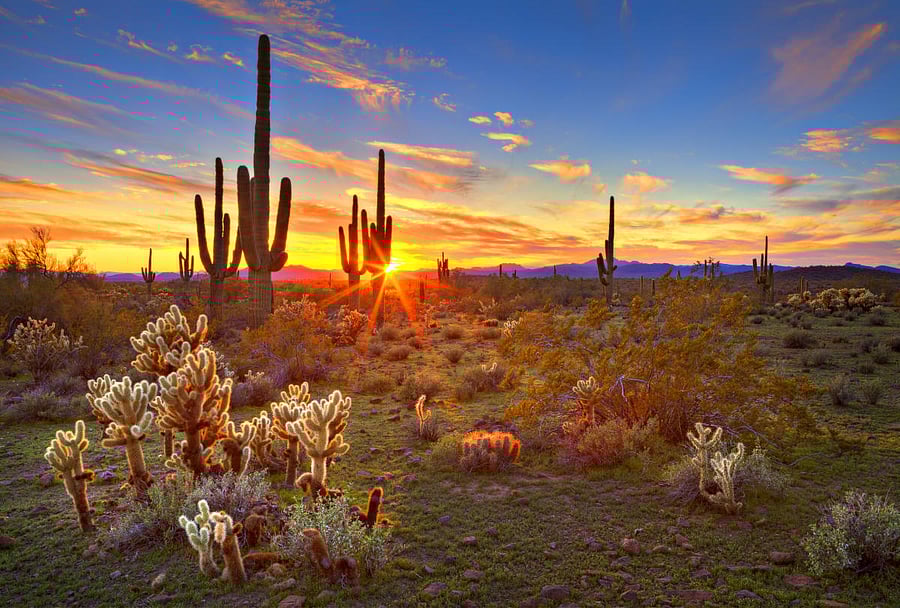 The Sonoran Desert, near Phoenix.