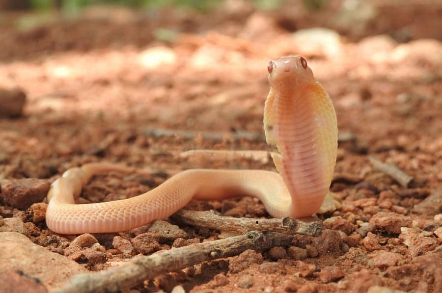 To reach the only place in the world where cave paintings of prehistoric marine life have been found