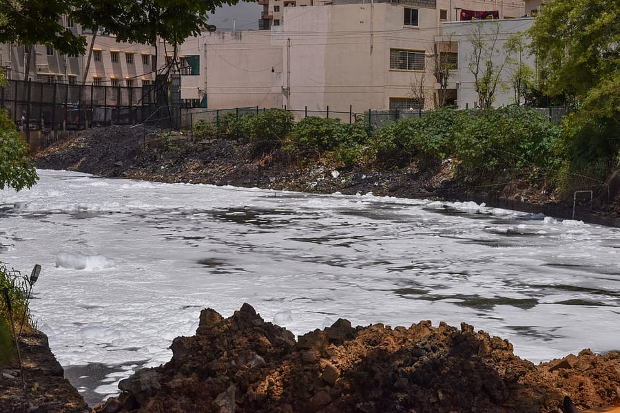    The government has earmarked Rs 10 crore to formulate a scheme encouraging farmers to grow soap nuts (reetha) to check frothing. DH FILE PHOTO
