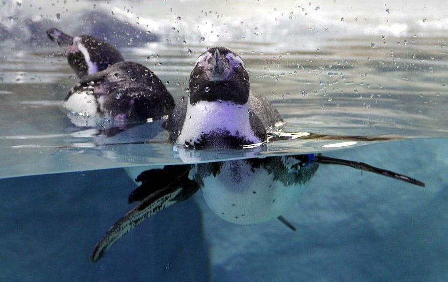 A Humboldt penguin at the Mumbai Zoo. DH file photo.