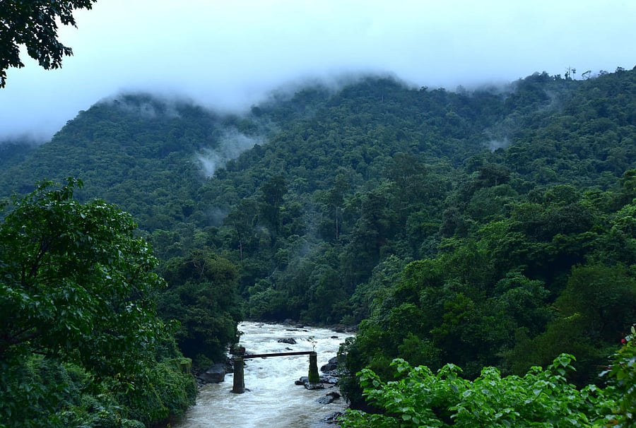 Living near green spaces has been proposed to increase physical activity and social support, reduce stress, and mitigate exposure to air pollution and noise. (DH File Photo)