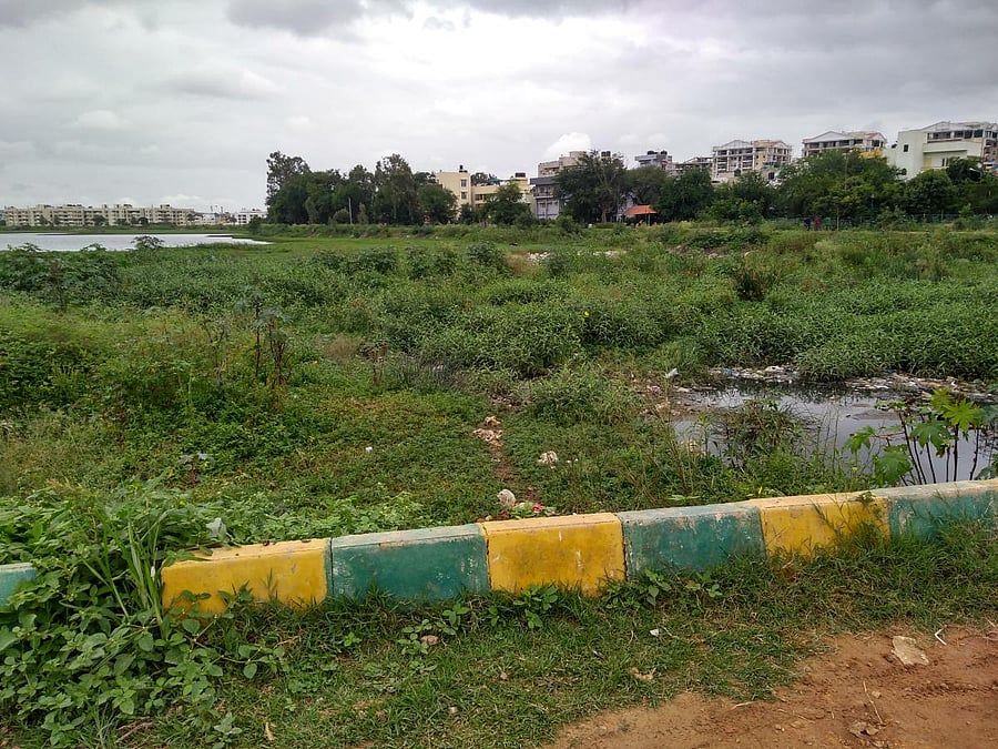 The Doddanekundi lake in East Bengaluru. 