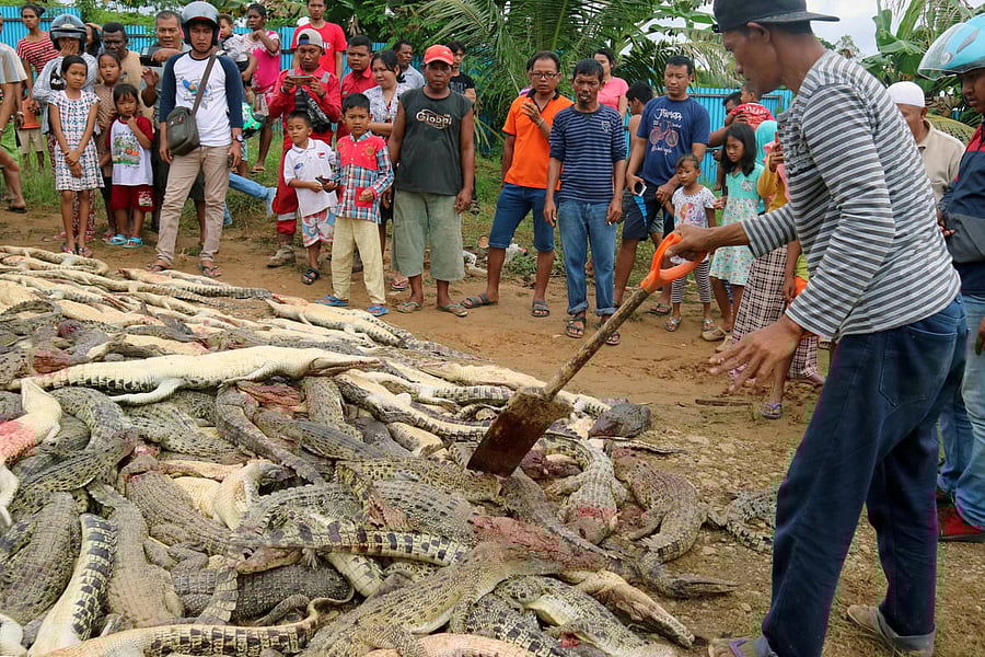Local residents look at the carcasses of hundreds of crocodiles from a breeding farm after they were killed by angry locals following the death of a man who was killed in a crocodile attack in Sorong regency, West Papua, Indonesia. (Reuters Photo)