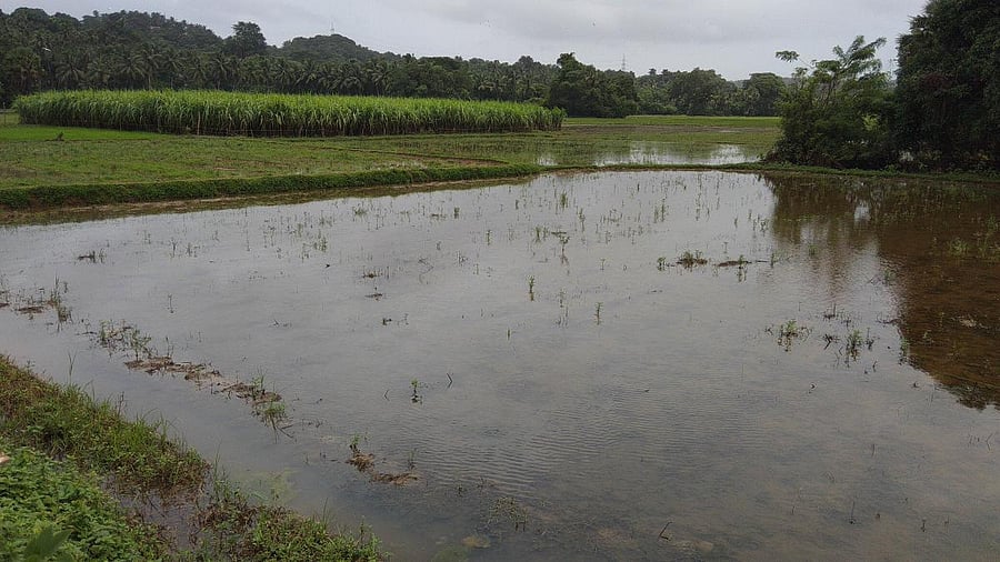 Paddy fields inundated at Moodushedde.