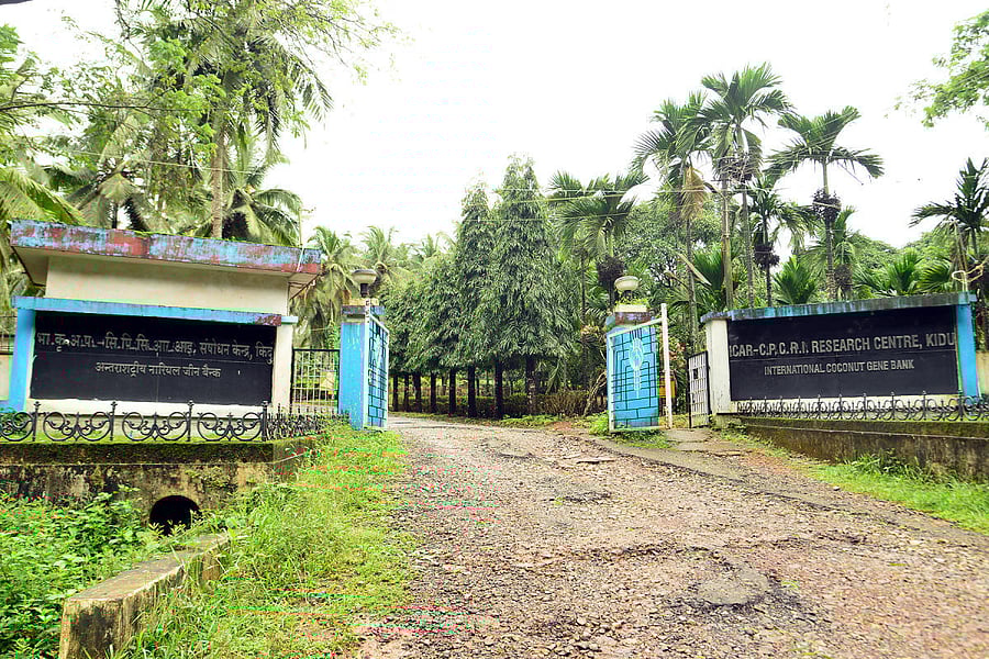 International Coconut Gene Bank at Kidu.