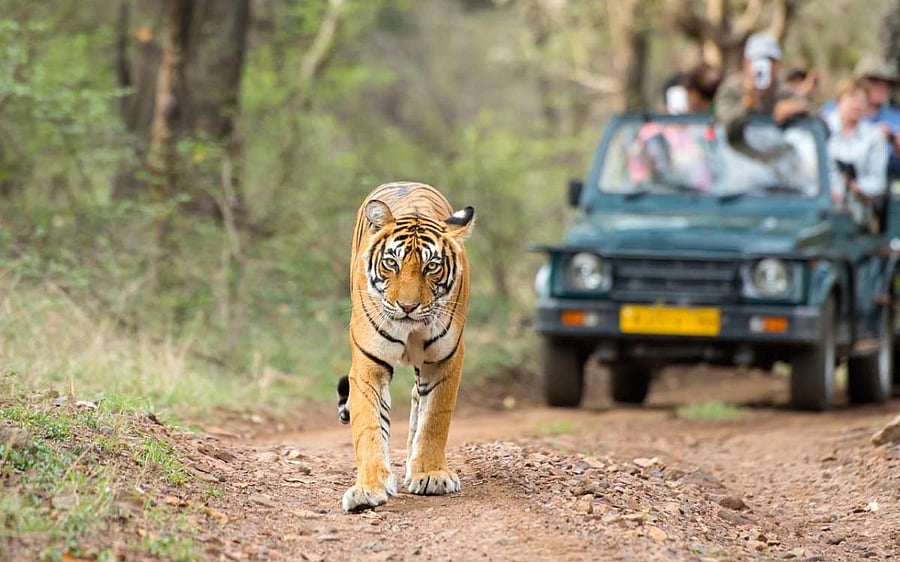 Jaipur to Ranthambore