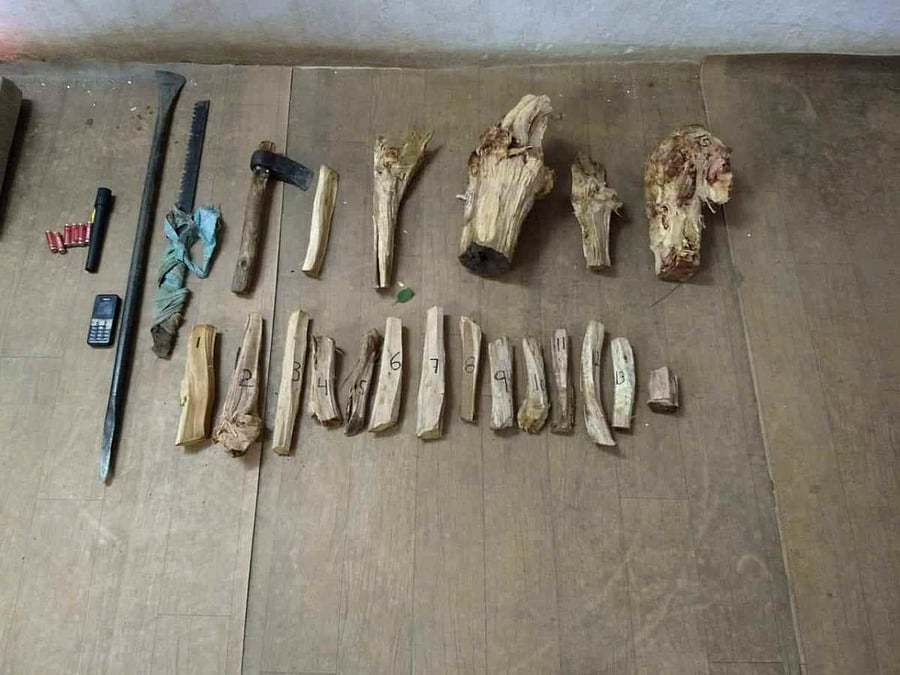 The sandalwood billets and cutting tools seized from thieves who entered the Banaswadi military garrison on Monday.