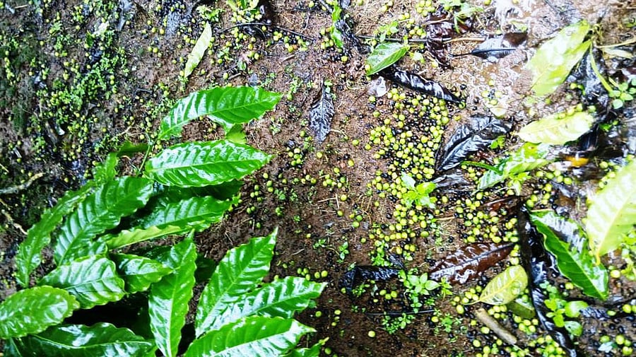 Coffee berries have fallen due to the increase in the moisture content in Sringeri taluk.