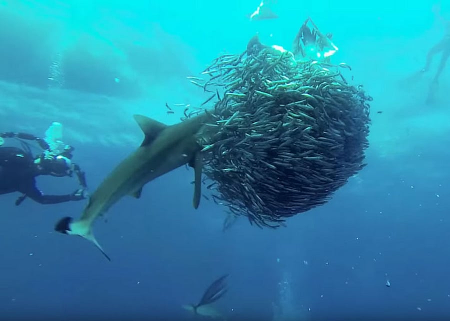 The ‘Sardine Run’ is a seasonal natural phenomenon that attracts a worldwide following of fish pilgrims. Screen Grab