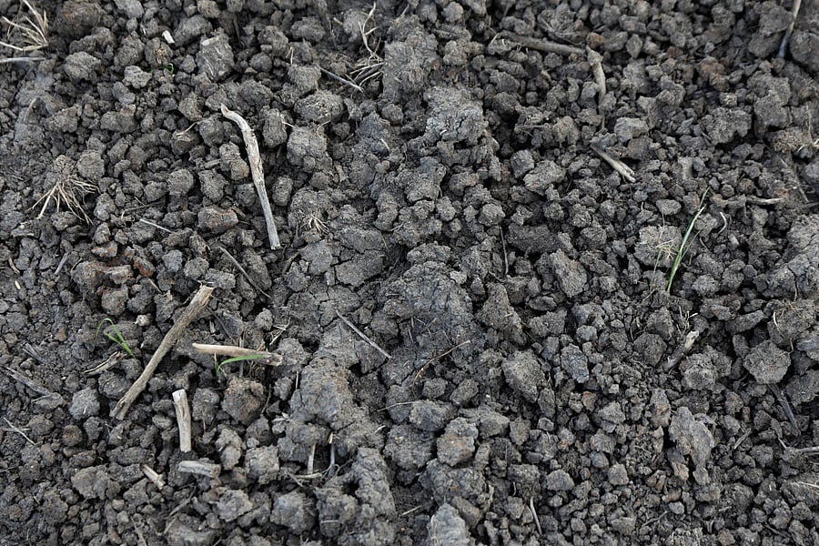 When bacteria chew on decaying leaves and fungi chow down on dead plants, they convert that storehouse of carbon into carbon dioxide that enters the atmosphere. Reuters file photo