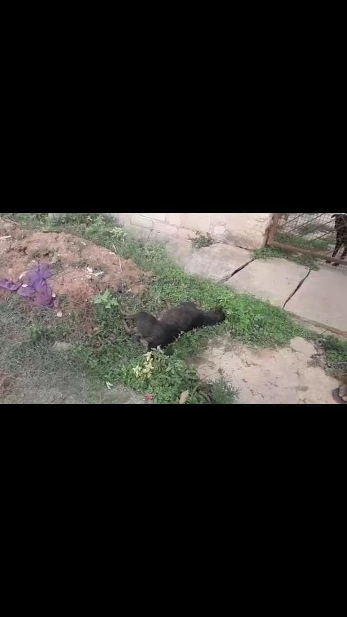 Poisoned stray dogs in Kodigehalli