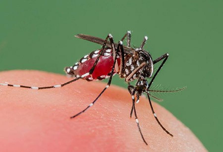 A two-year clinical trial in West Africa involving 2,000 children showed that the number of cases of clinical malaria was reduced by 12 per cent. (Representative image)
