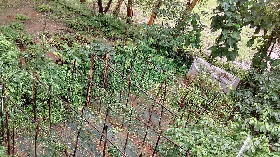 herbal gardens