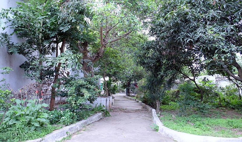 Plant life flourishes in Bull Temple at basavanagudi in Bengaluru. Photo Grace Hauck.