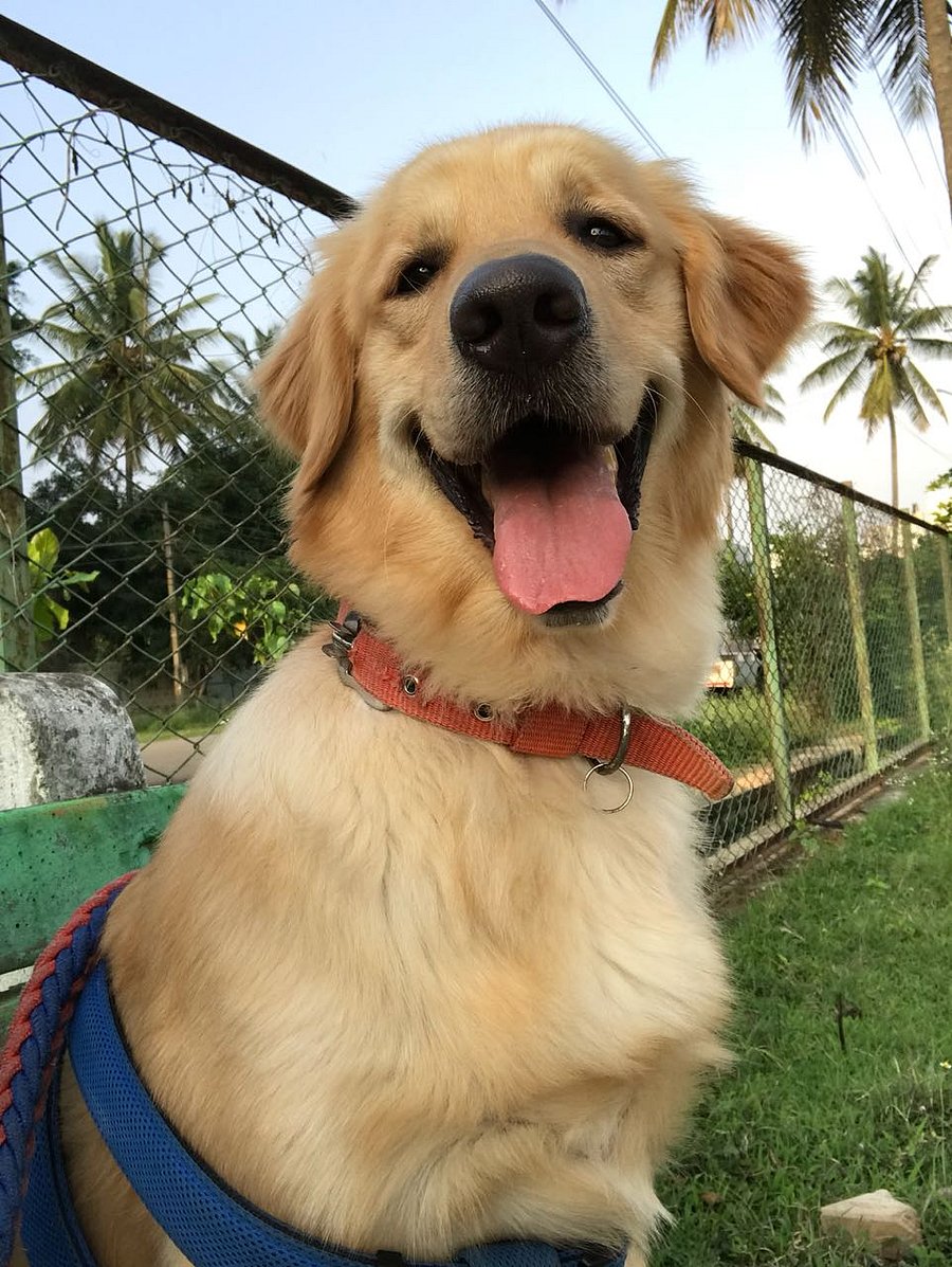 Scooby, the Golden Retriever.