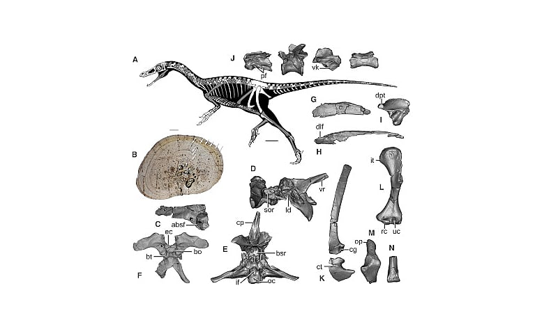 Skeletal and select elements of Xiyunykus. Picture courtesy Twitter
