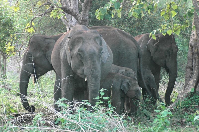 Under the drive, a device is installed near railways tracks. When trains passed on the tracks, the device amplifies the buzz of swarming honeybees. As elephants are afraid of bees, they stay away from railway tracks.