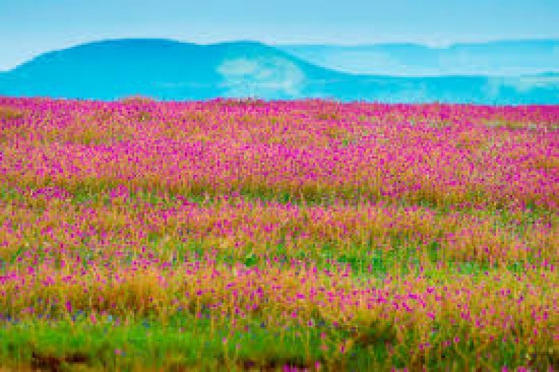 Kaas Plateau
