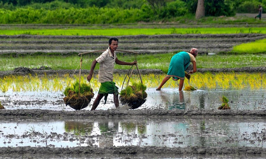 The agriculture ministry issued the first advance estimates of major Kharif crops for 2018-19 on Wednesday, which shows a year-on-year rise of 1.74 million tonnes in rice production to 99.24 million tonnes and of 1.23 million tonnes in maize to 21.47 mill