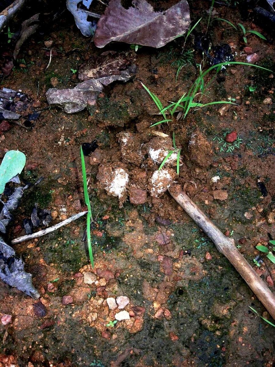 When it rains Putkos, a kind of mushroom, are found just below the soil. Photos by author