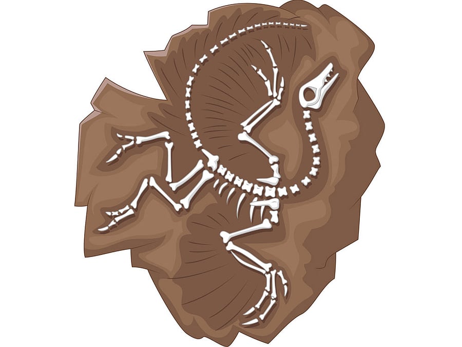 Recent studies have suggested that the island's early settlers made first landfall as early as 5000 years BP, based on indirect evidence from animal bones with damage (cutmarks) presumably resulting from human activity. (Image for representation)