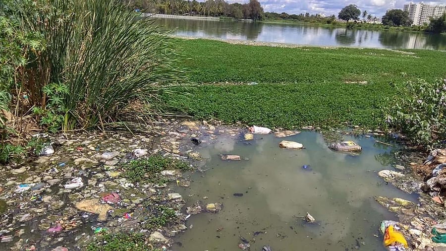 Regular walkers across the lake complain about the foul smell emanating from the garbage mounds and meat waste. And, adding to their woes is the mosquito menace.