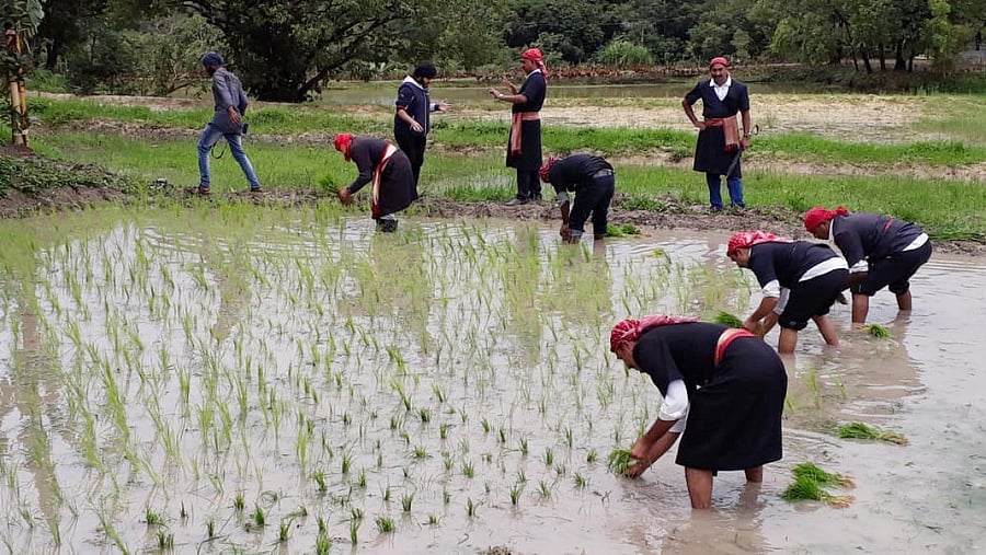 CNC members transplant paddy seedlings, in Madikeri as a part of Kakkada Padnett Namme on Friday.