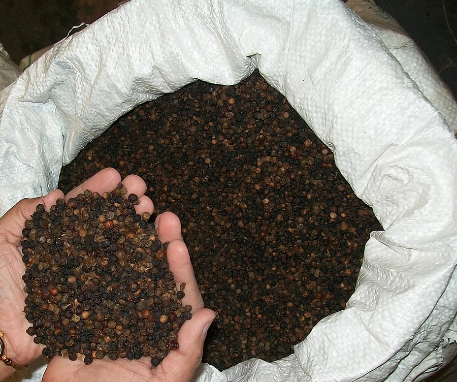The sharp fall in the price of pepper is creating a fear of losses among the growers of pepper.