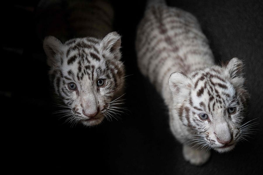 Two of the three newborn white Bengal tiger cubs in Yunnan Wildlife Zoo in Kunming, Southern China on October 12, 2018. AFP