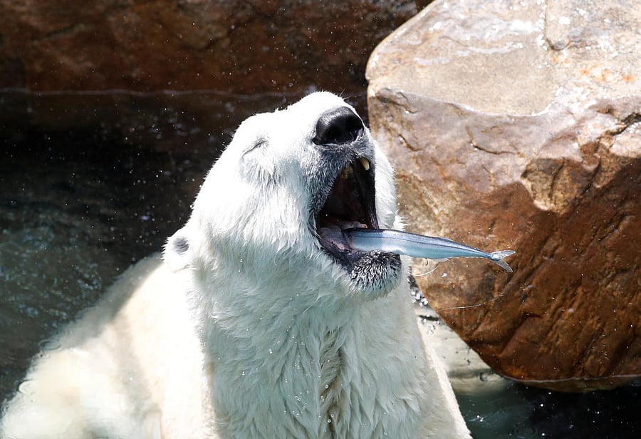 A polar bear tries to catch a fish thrown by a zookeeper on a hot day at an amusement park in Yongin, South Korea, June 21, 2018. REUTERS/Kim Hong-Ji