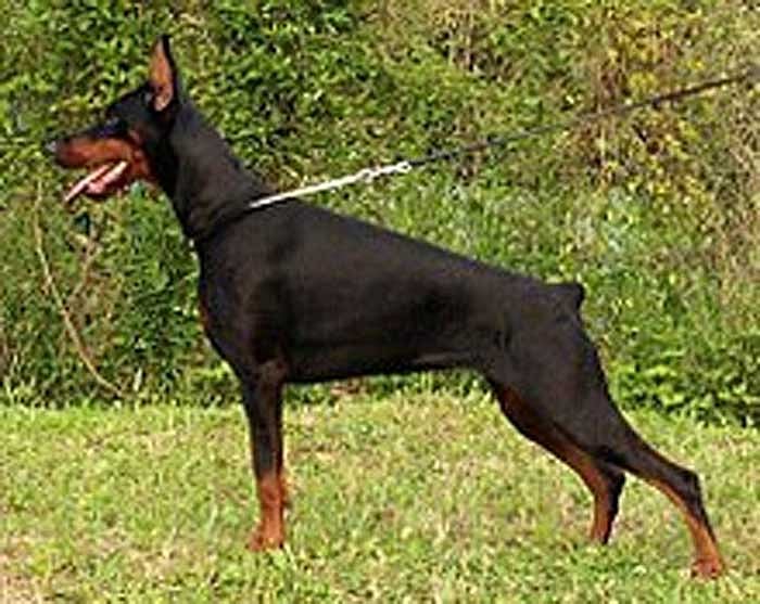 The dangerous dog bit the 54-year-old man all over the body, inflicting multiple injuries. Representation image only 