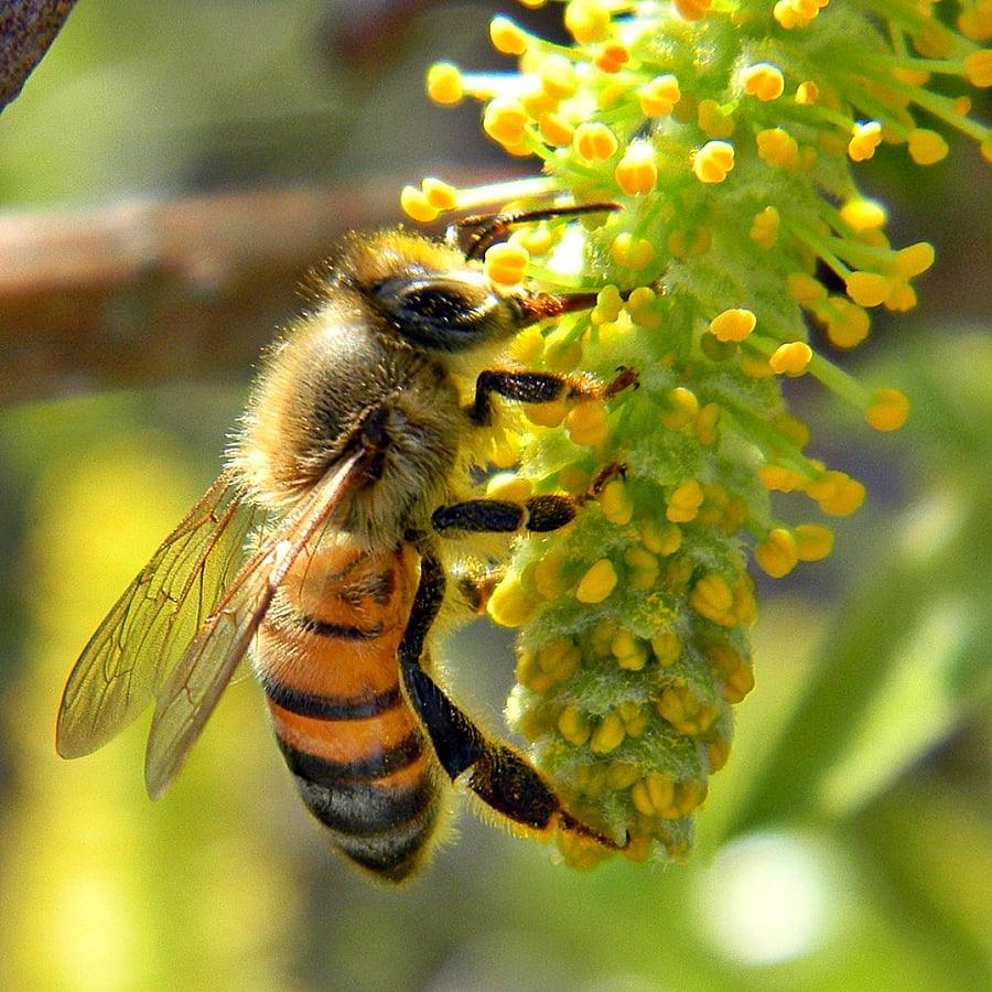 Honey bees