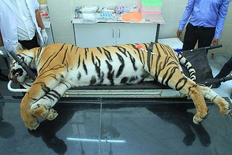 After the killing of the nearly five-year-old Avni, as she is popularly known, wildlife experts and conservationists across the country have expressed concern over the fate of the two cubs. (AFP Photo)